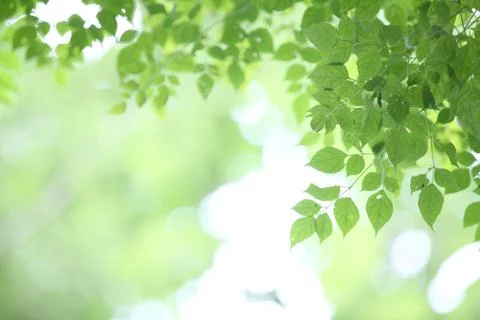 Leaf background Stock Photos