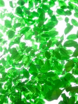 Leaf background Stockfoto's