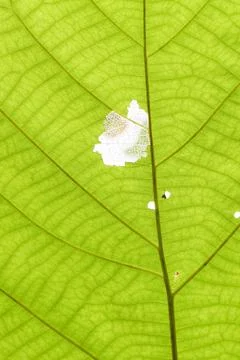 Leaf background Фото