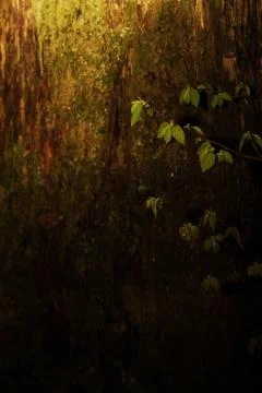 Leaf background Stock Photos