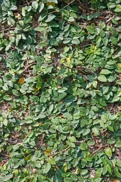 Leaf background Stock Photos