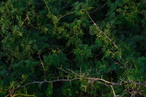 Leaf Background 写真素材