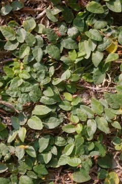 Leaf background Stock Photos