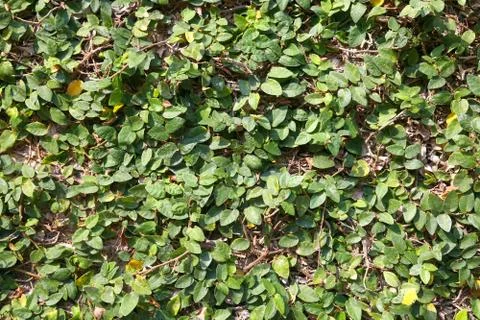 Leaf background Stock Photos