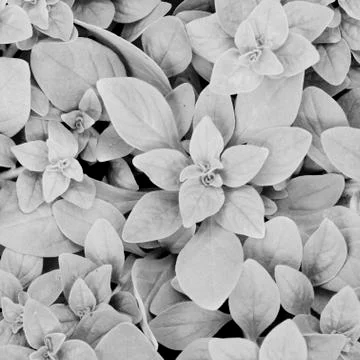 Leaf background Stock Photos