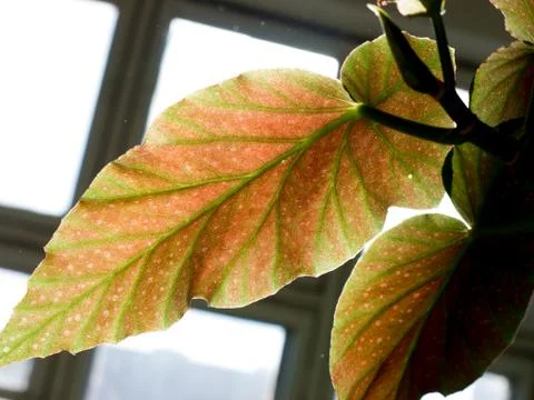 Leaf background. 스톡 사진