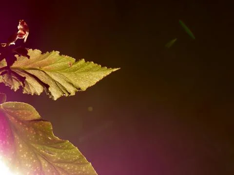 Leaf background. 写真素材