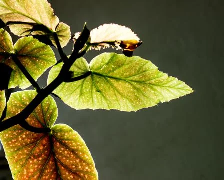 Leaf background. 写真素材