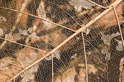 Leaf background Stock Photos