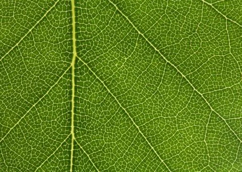 Leaf background Stock Photos