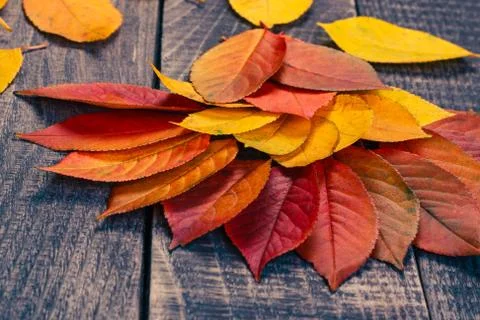 Leaf background Stock Photos