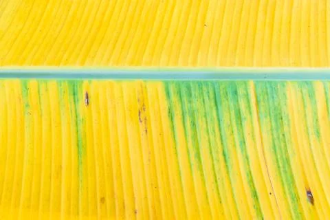 Leaf background Stock Photos