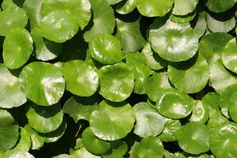 Leaf background Stock Photos