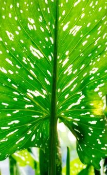 Leaf background. Stock-Fotos