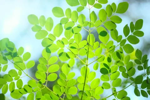 Leaf background. Foto stock