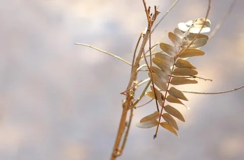 Leaf background Stock Photos