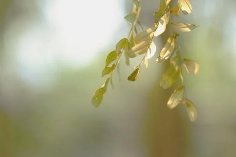 Leaf background 스톡 사진