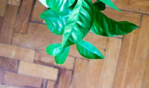 Leaf background. Foto stock