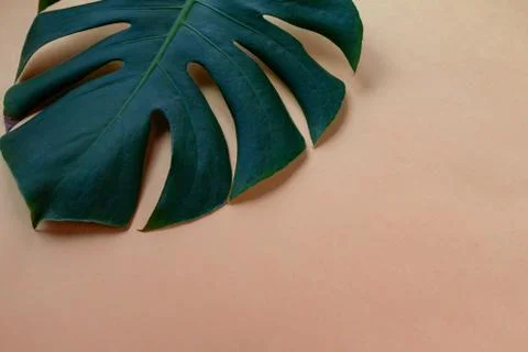 Leaf background Stock Photos