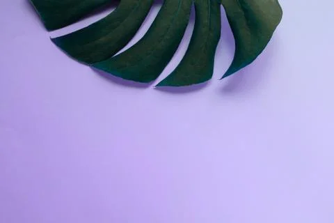 Leaf background Stock Photos