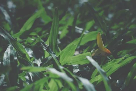 Leaf background Stock Photos