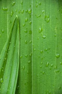 Leaf Background Stock Photos