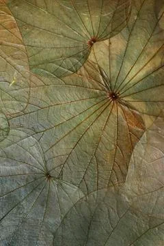 Leaf Background Stock-Fotos