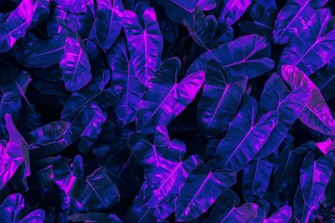 Leaf background Stock Photos