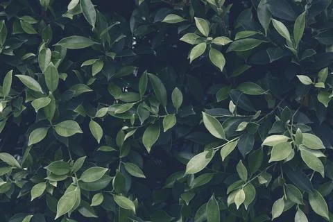 Leaf background Stock Photos
