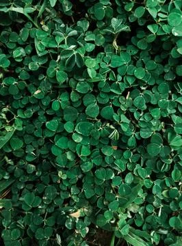 Leaf Background Stock Photos