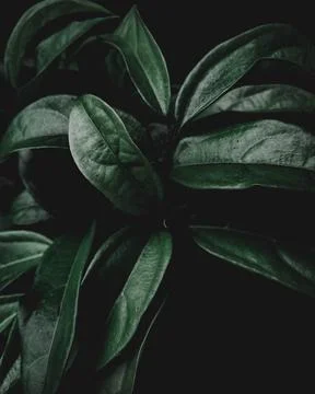 Leaf background Stock Photos