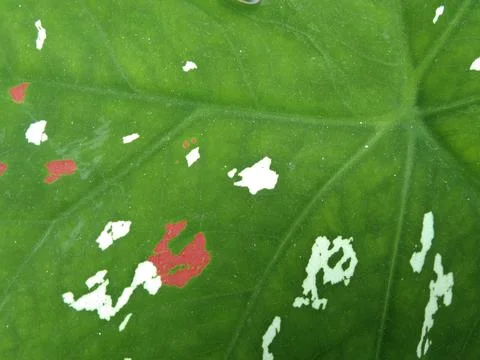 Leaf background Stock Photos