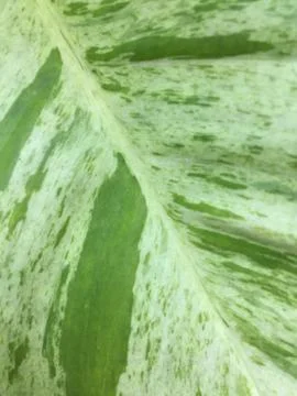 Leaf background Stock Photos