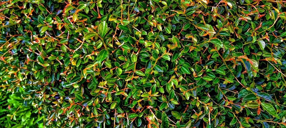 Leaf background Stock Photos