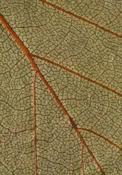 Leaf background Stock-Fotos