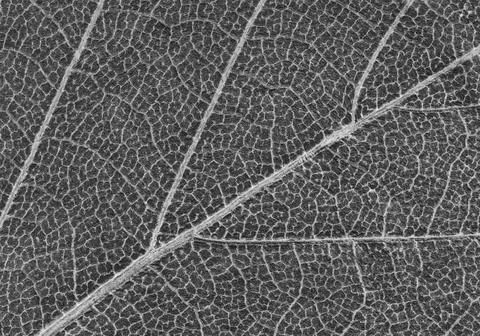 Leaf background Stock Photos