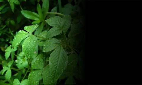 Leaf background with raindrops with copy space suitable for nature theme de.. Stock Illustration