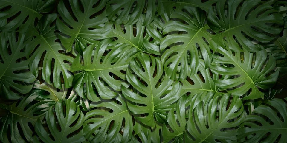 Leaf background text frame natural background 3D illustration Stock Illustration