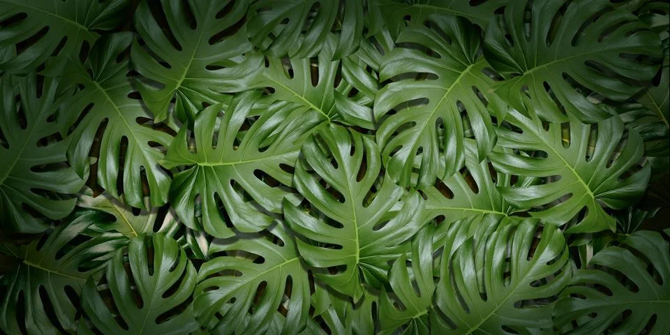 Leaf background text frame natural background 3D illustration Stock Photos