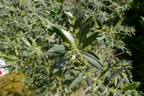 Leaf Background Texture Pattern olive tree Stock Photos
