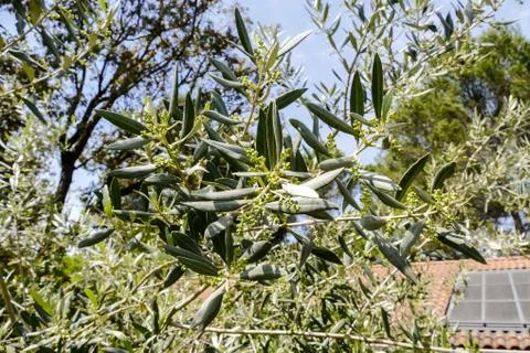 Leaf Background Texture Pattern olive tree Foto stock