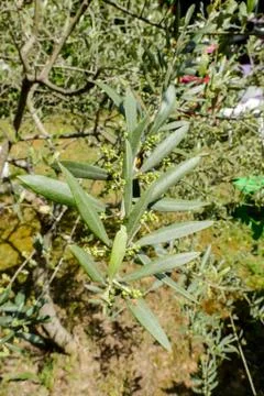 Leaf Background Texture Pattern olive tree Foto stock