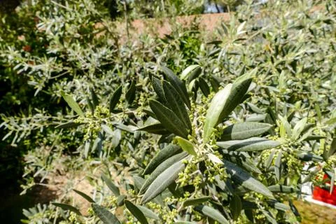 Leaf Background Texture Pattern olive tree Foto stock