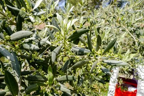 Leaf Background Texture Pattern olive tree Stock Photos