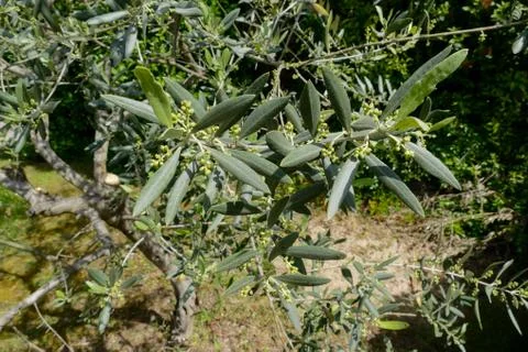 Leaf Background Texture Pattern olive tree Foto stock