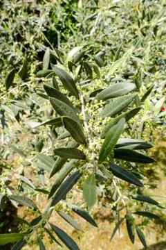 Leaf Background Texture Pattern olive tree Stock Photos