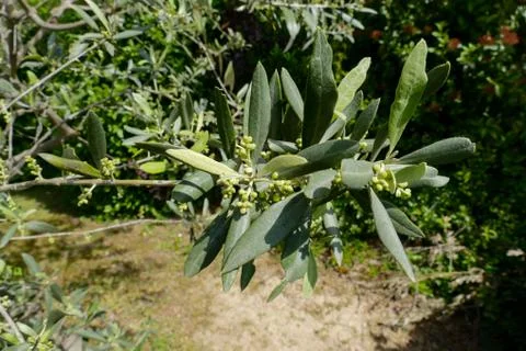 Leaf Background Texture Pattern olive tree Foto stock