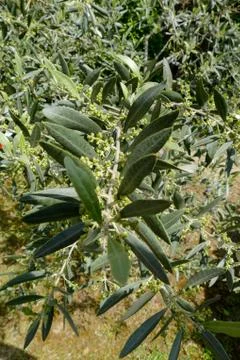 Leaf Background Texture Pattern olive tree Foto stock