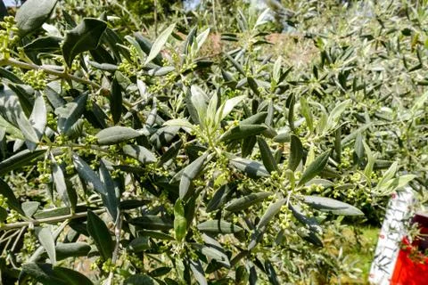 Leaf Background Texture Pattern olive tree Stock Photos