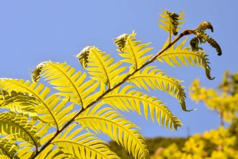 Leaf Background Texture Pattern Foto stock